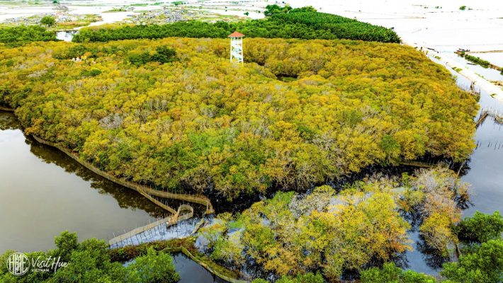Wandering Through Ru Cha – Hue’s Hidden Forest of Silence and Roots